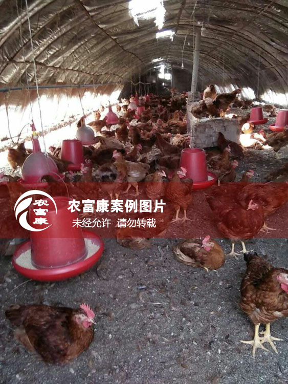 農(nóng)富康寧夏石嘴山發(fā)酵床養(yǎng)土雞案例圖片